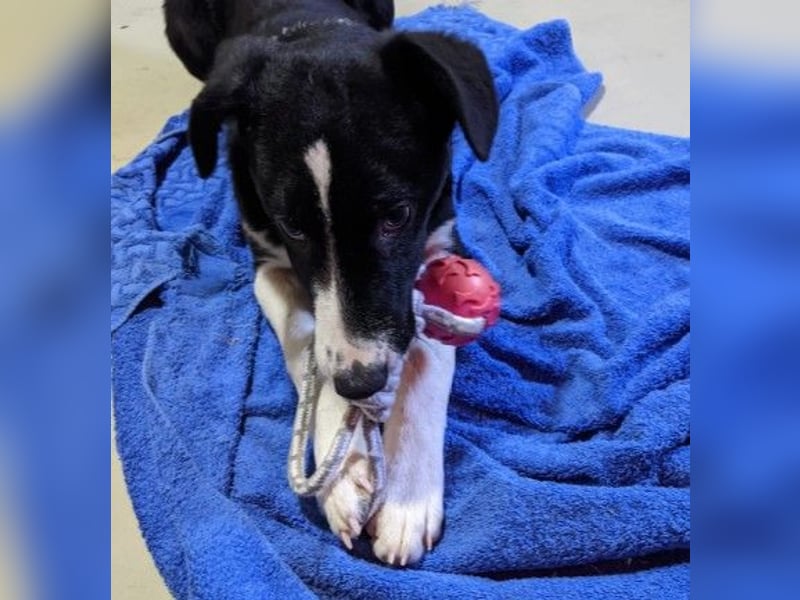 zauberhafter Junghund Chess