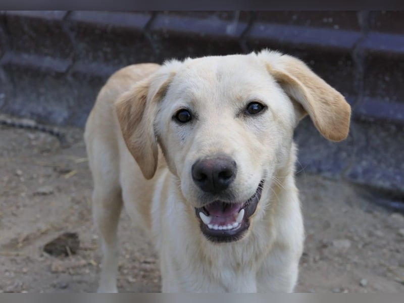 freundliche, schüchterne Olina sucht ihr Zuhause