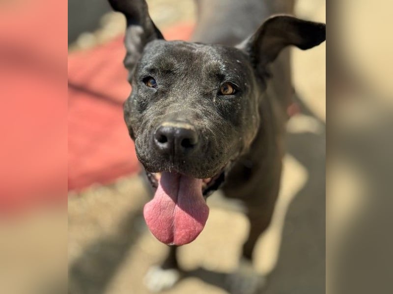 LUNA - liebenswerte Kampfschmuserin sucht ihr Zuhause in Österreich