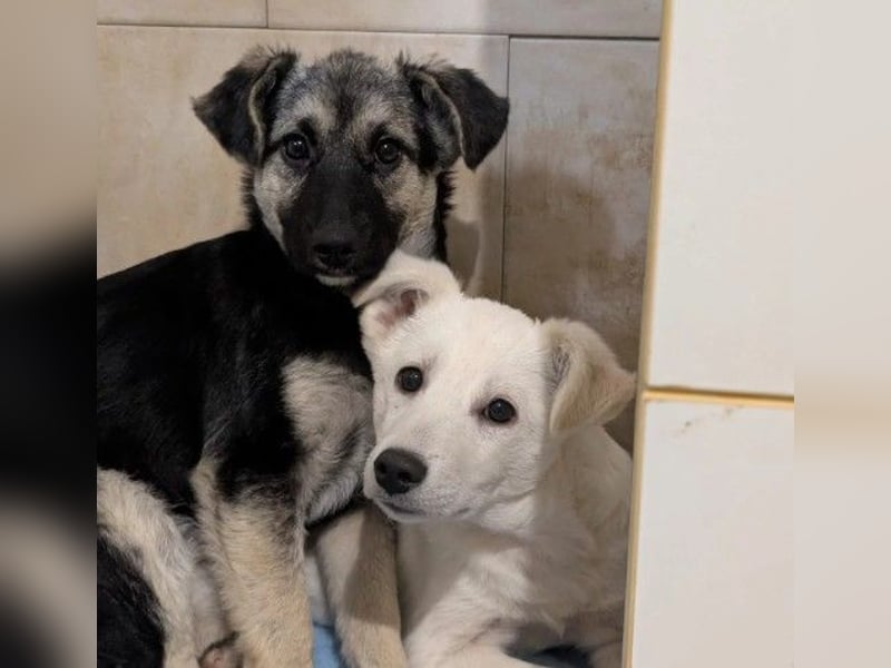 süßer, lieber Welpe Peterchen