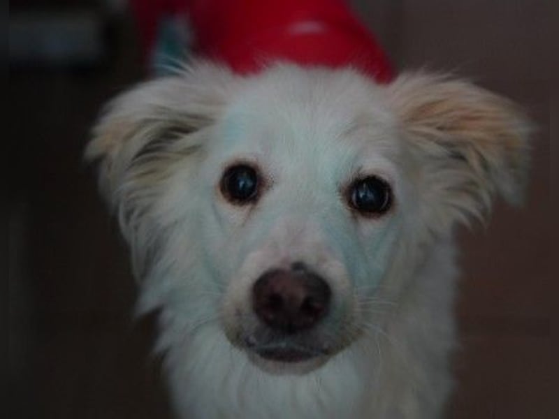 MAGGIE - wunderschöne, liebe Hündin sucht ihr Für-Immer-Zuhause