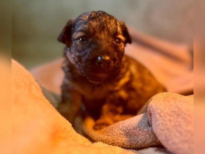 Bowie kleines Welpenmädchen wartet auf ihr liebevolles Zuhause