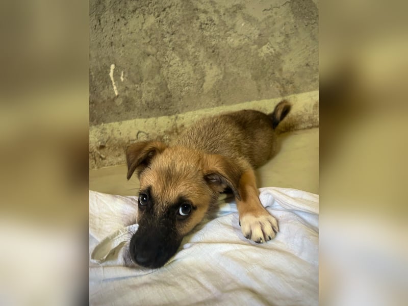 zauberhafter Flipper sucht seine neue Familie zauberhafter Flipper sucht seine neue Familie