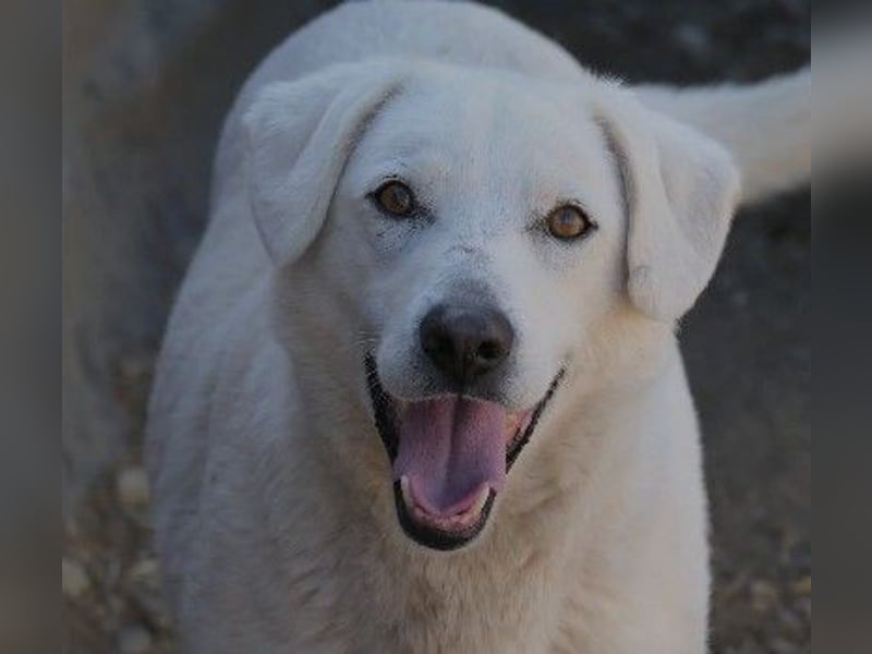 Schüchterner, lieber Snow