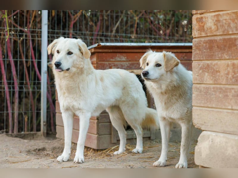 WANI - ruhige, sanfte Hündin sucht einfühlsame Menschen