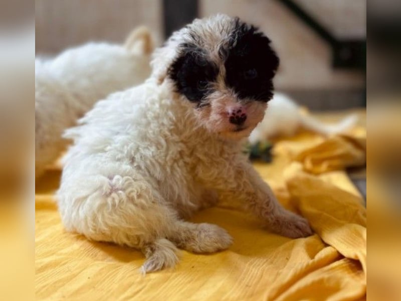 zauberhafter, kleiner Matti wartet sehnsüchtig auf seine Familie