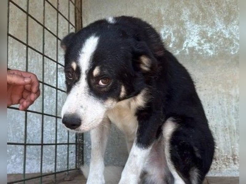 freundlicher Lior sucht