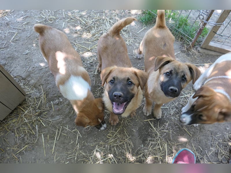 fröhlicher & liebenswerter Tux sucht seine Familie