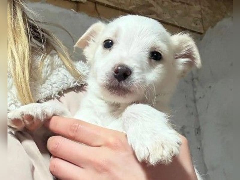 Welpenmädchen Akari