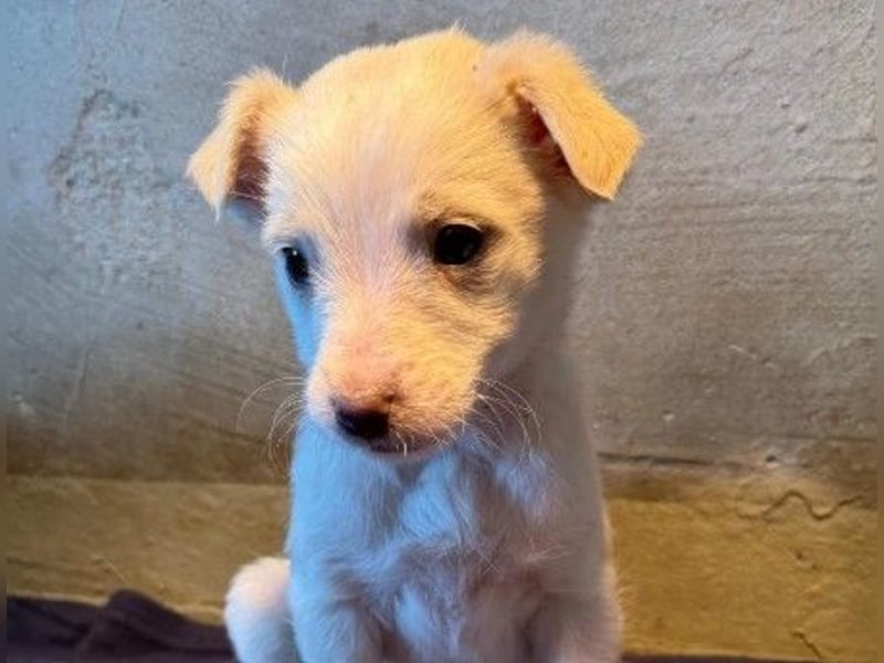 Welpenmädchen Akari