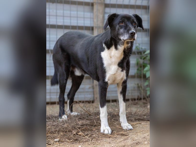 Sanfter, vorsichtiger Negry sucht sein Zuhause