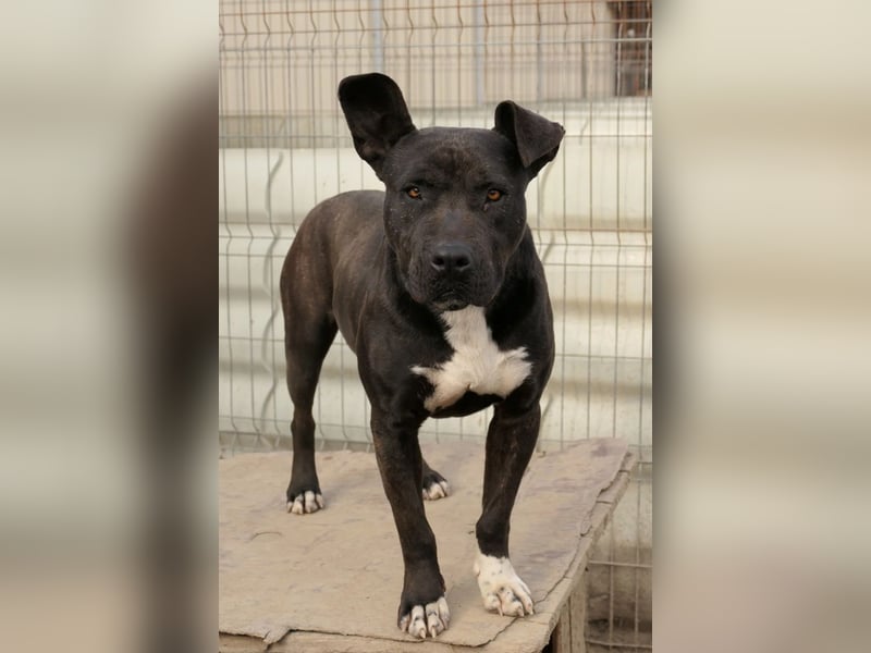 LUNA - liebenswerte Kampfschmuserin sucht ihr Zuhause in Österreich