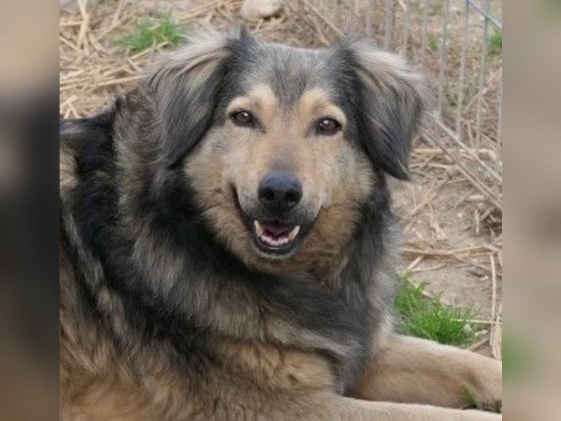 wunderschöner Rüde Zoran