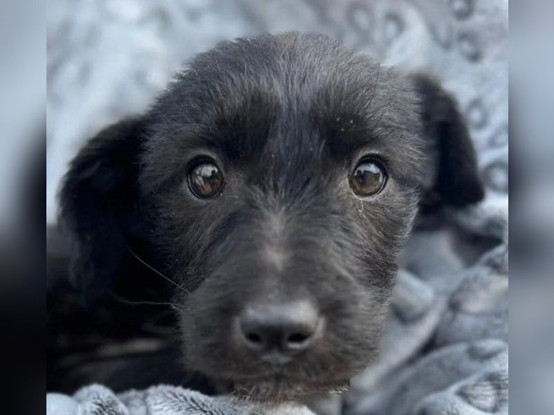 liebes Welpenmädchen Naira