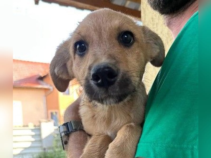 verschmuster, lieber Traumhund Gaio