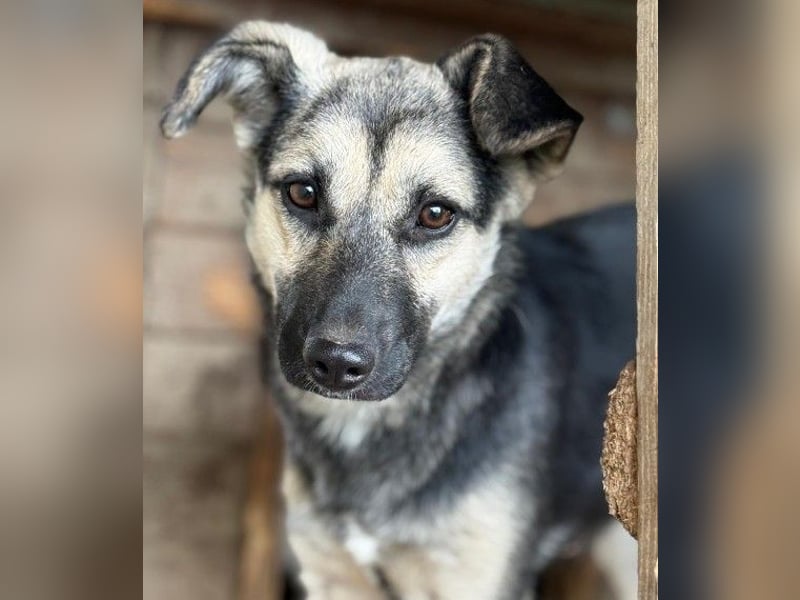 Lizzy - mit Geduld zur Traumhündin