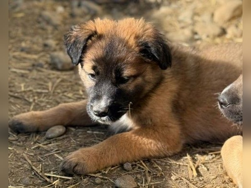 Lori, kleine Kuschelmaus ist neugierig und menschenbezogen