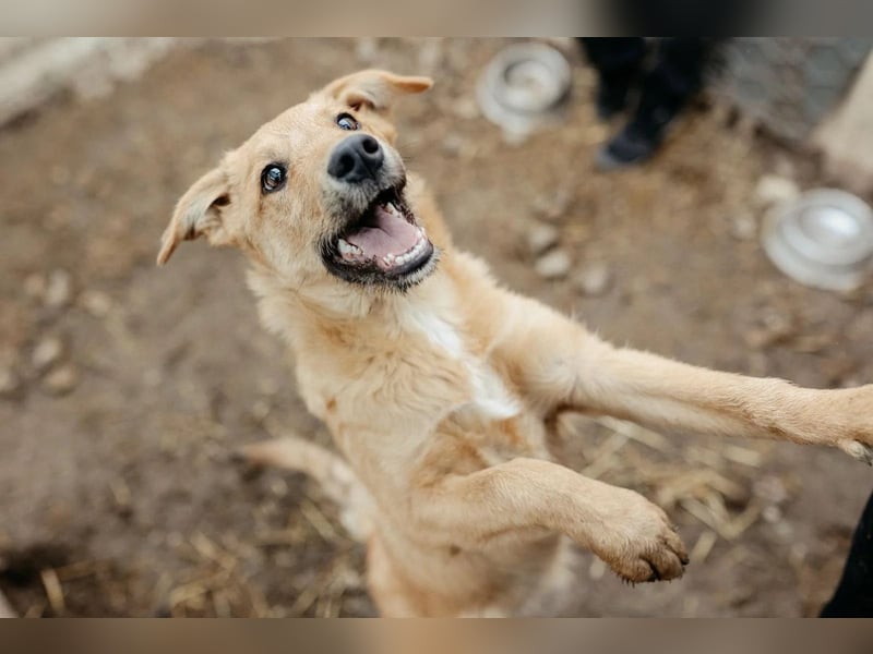 Gaio - liebenswerter Junghund sucht seine Menschen