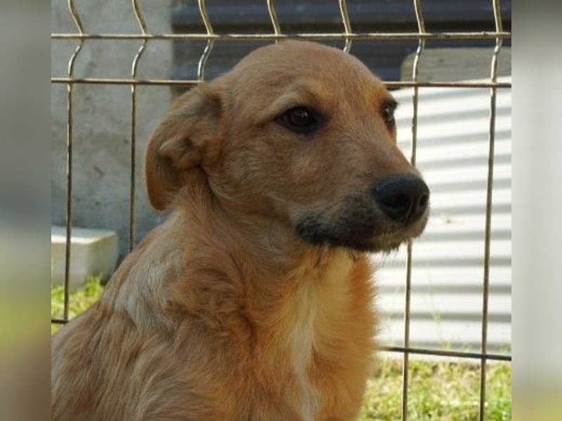 verschmuster, lieber Traumhund Gaio