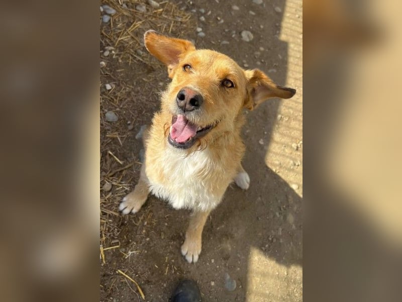 Lilli ganz verschmuste Hündin sucht ihre Herzensmenschen