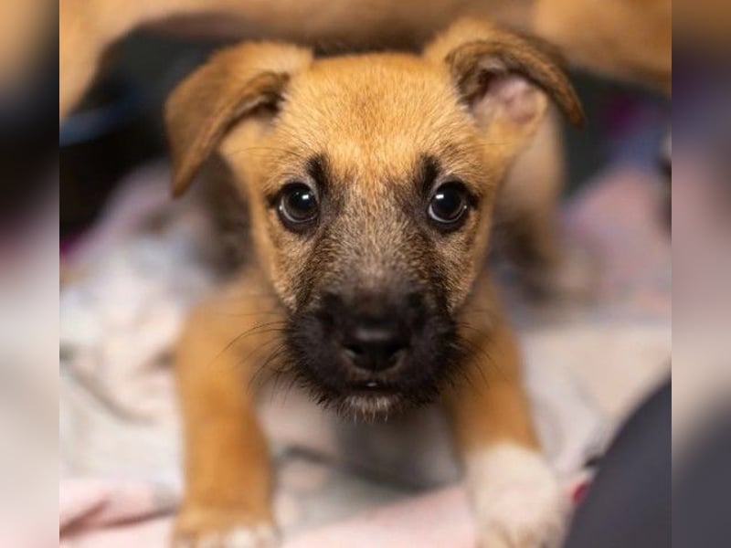 verschmuster Frodo verschmuster Frodo