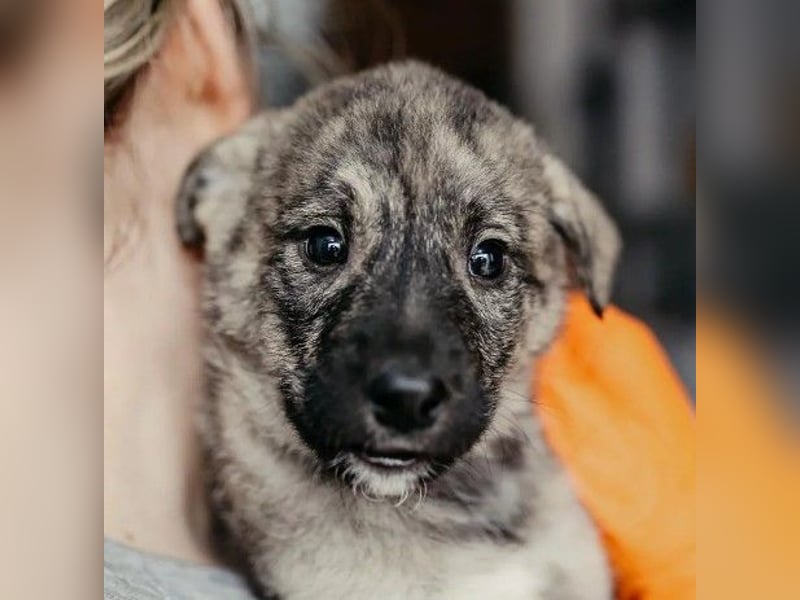 zauberhafter, lieber Welpenjunge Orion