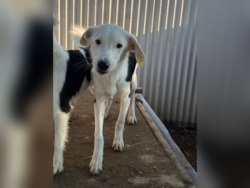 T-ROC - skeptischer Junghund sucht seine Menschen