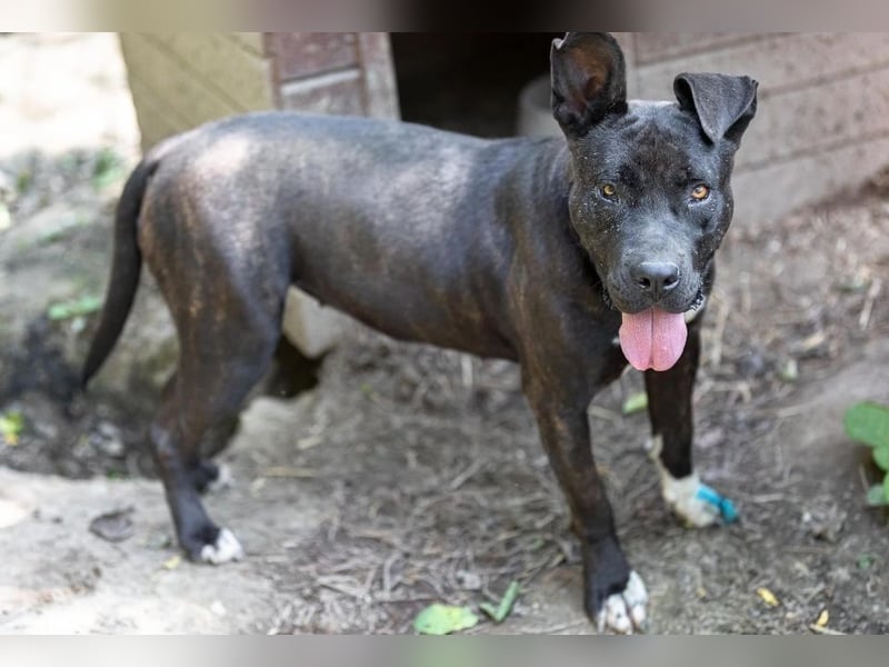 LUNA - liebenswerte Kampfschmuserin sucht ihr Zuhause in Österreich