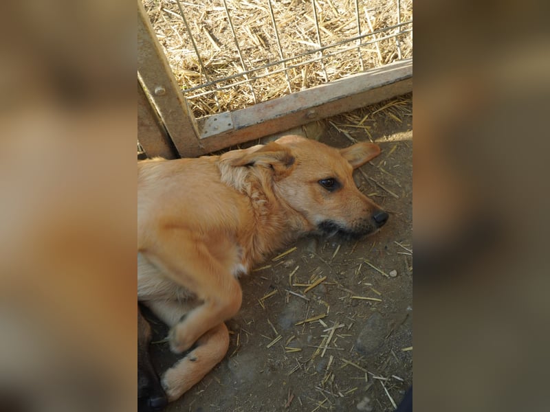 Gaio - liebenswerter Junghund sucht seine Menschen