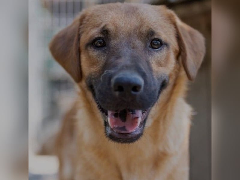 fröhlicher & liebenswerter Tux sucht seine Familie