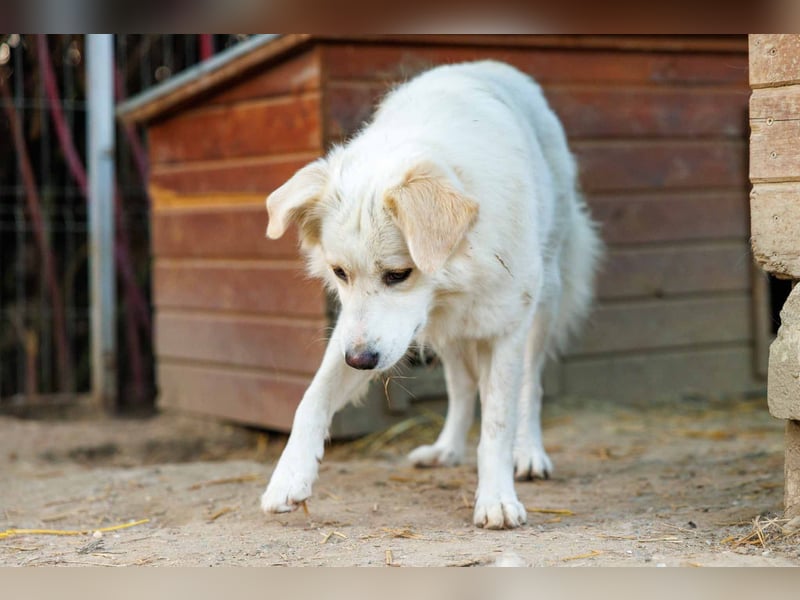 WANI - ruhige, sanfte Hündin sucht einfühlsame Menschen