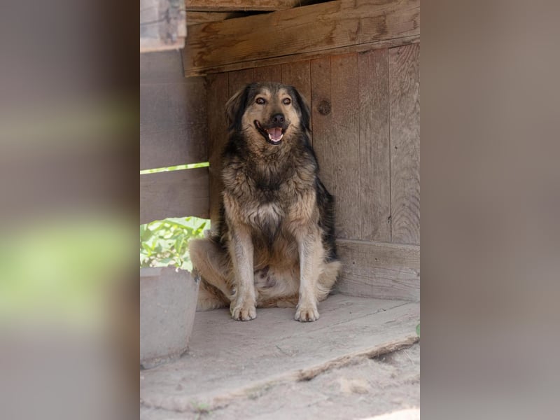 ZORAN - wunderschöner Rüde sucht geborgenes Zuhause