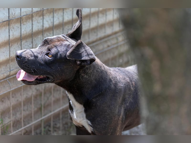 LUNA - liebenswerte Kampfschmuserin sucht ihr Zuhause in Österreich
