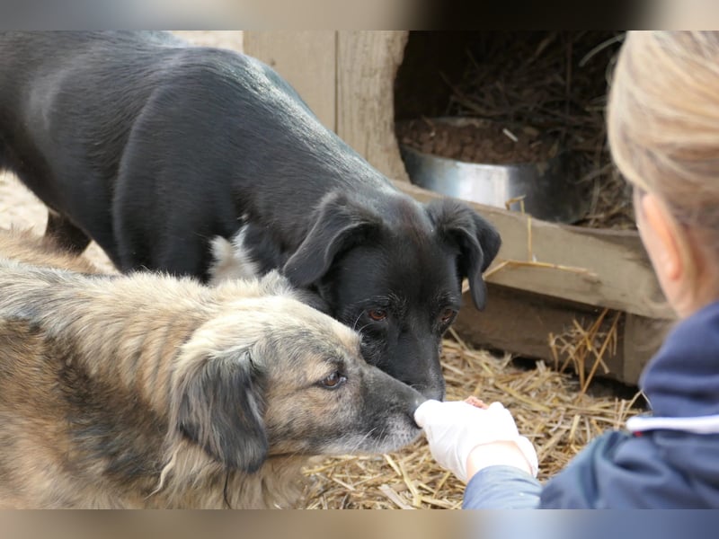 schüchterne Negry sucht seine Menschen