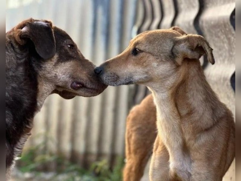 lieber Senior Santo sucht seine Ruhestätte
