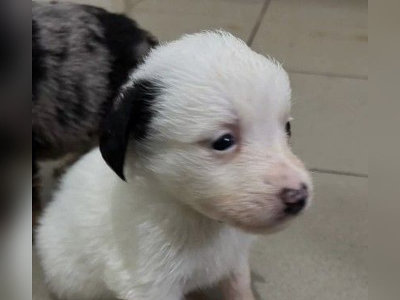 Mulan - zauberhafte Welpenmaus sucht ihre Herzensmenschen