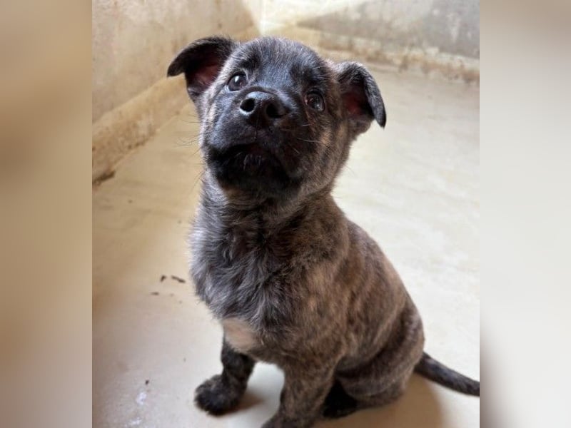 zauberhafter Welpenjunge Othello