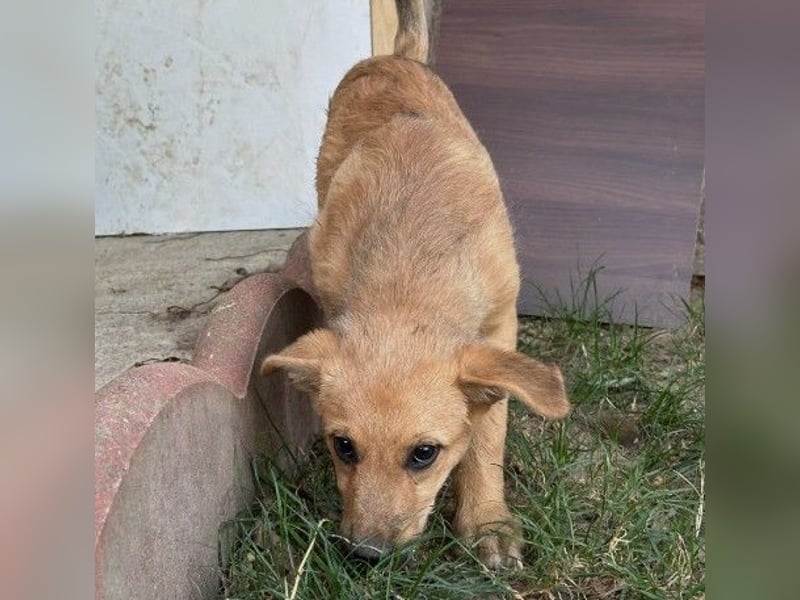 verschmuster, lieber Traumhund Gaio