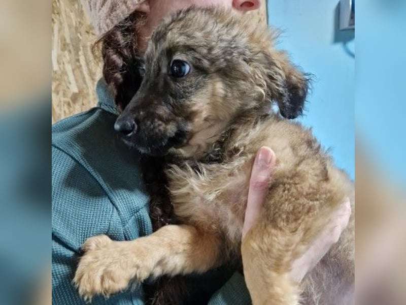 Bowie kleines Welpenmädchen wartet auf ihr liebevolles Zuhause