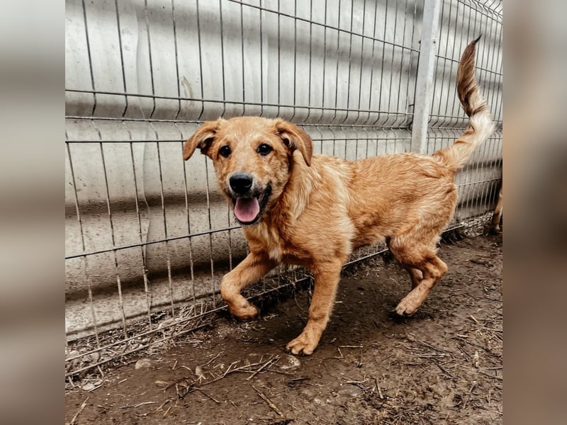 Gaio - liebenswerter Junghund sucht seine Menschen