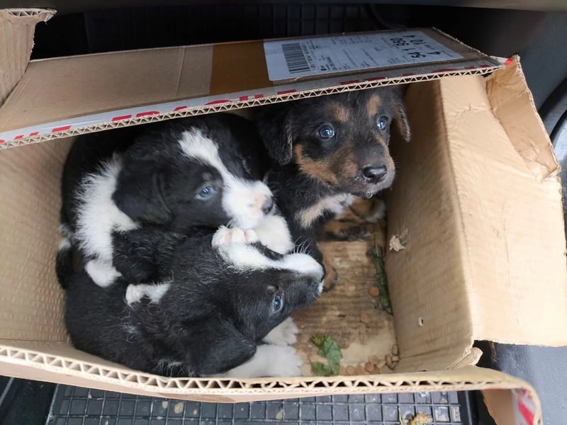 WELPE 11 C - süßes, liebes Welpenmädchen sucht ihre Familie und einen Namen