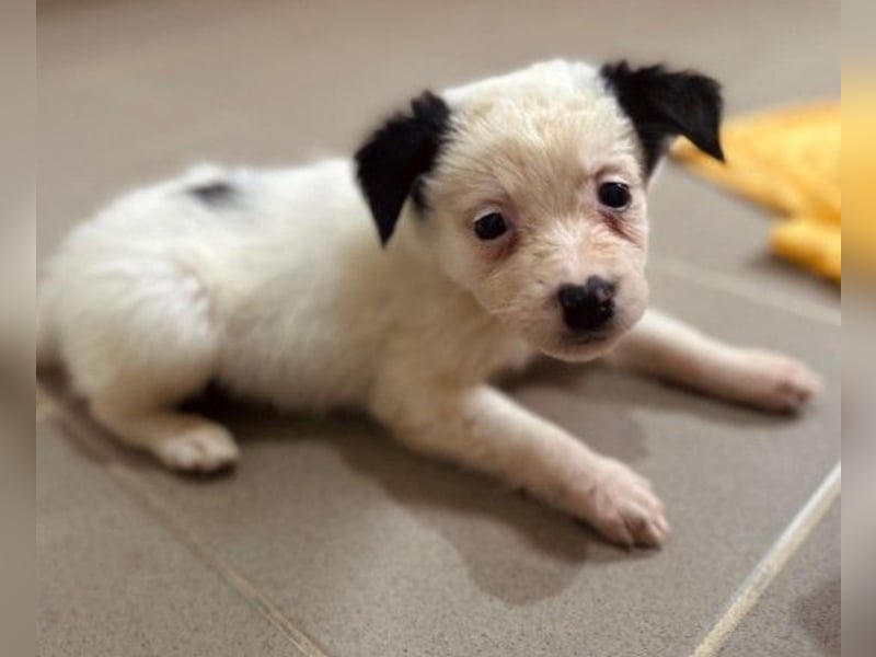 Mulan - zauberhafte Welpenmaus sucht ihre Herzensmenschen