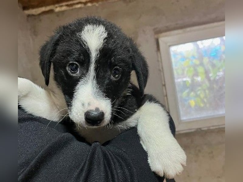 zauberhafter, lieber Welpe Chess