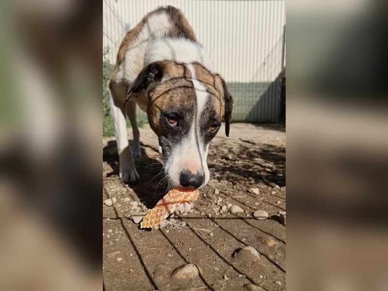 vorsichtige Tara wartet auf die Menschen, die ihr zeigen wie schön die Welt ist