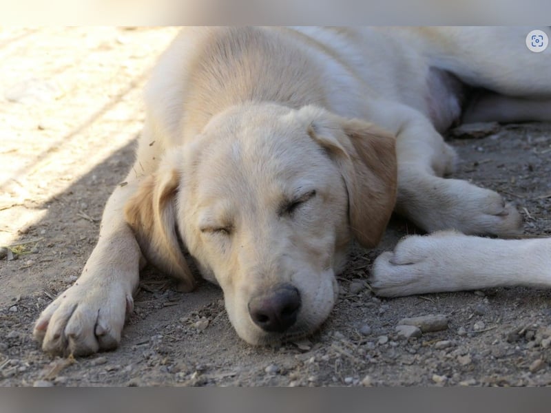 Olina wartet auf ihre Herzensmenschen die ihr Struktur und Sicherheit geben