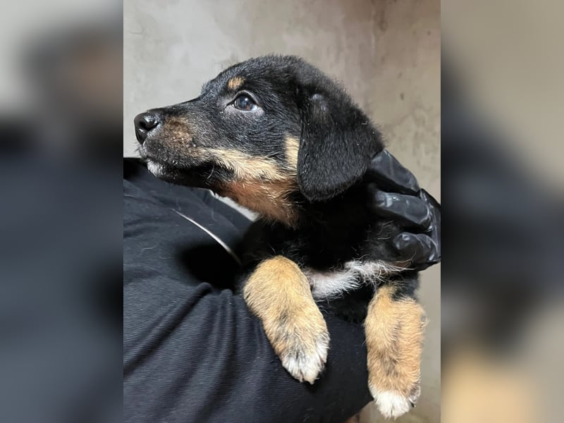 WELPE10C - zauberhafter Welpenjunge sucht seine Familie und einen Namen