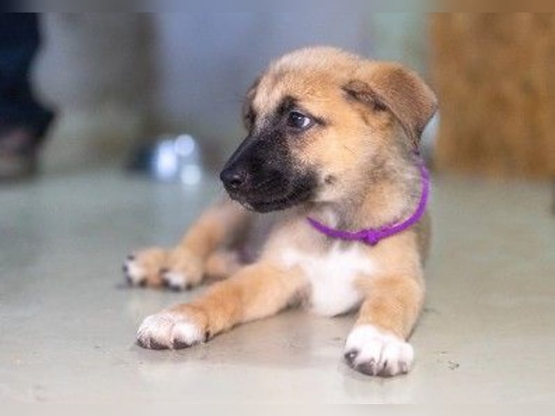 zauberhafter Flipper sucht seine neue Familie zauberhafter Flipper sucht seine neue Familie