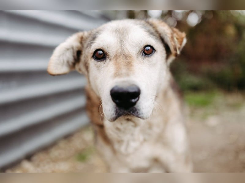 liebenswerter Senior sucht dringend ein liebevolles Zuhause