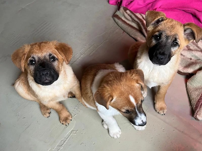 fröhlicher & liebenswerter Tux sucht seine Familie