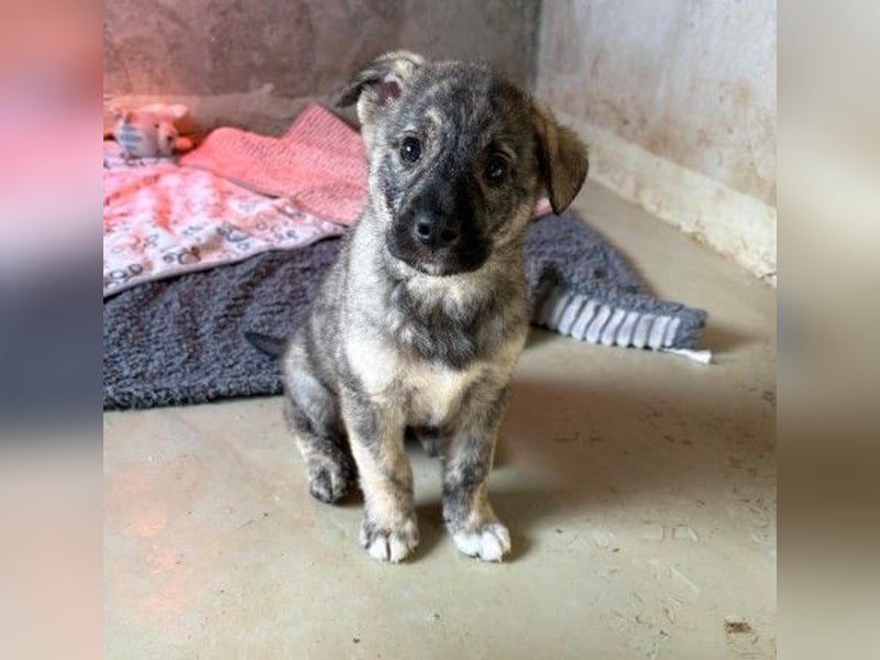 zauberhafter, lieber Welpenjunge Orion